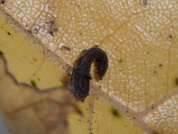 Media type: image; Invertebrate Zoology 152095